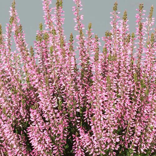 Sommerheide Pink Bettina