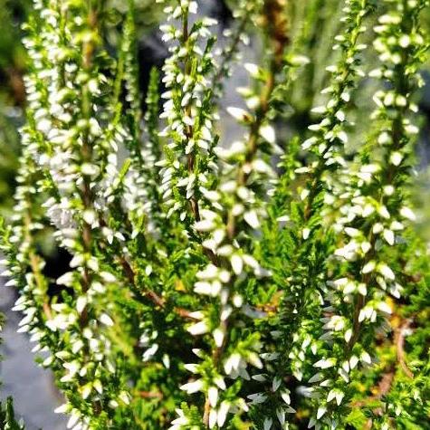 Sommerheide Long White