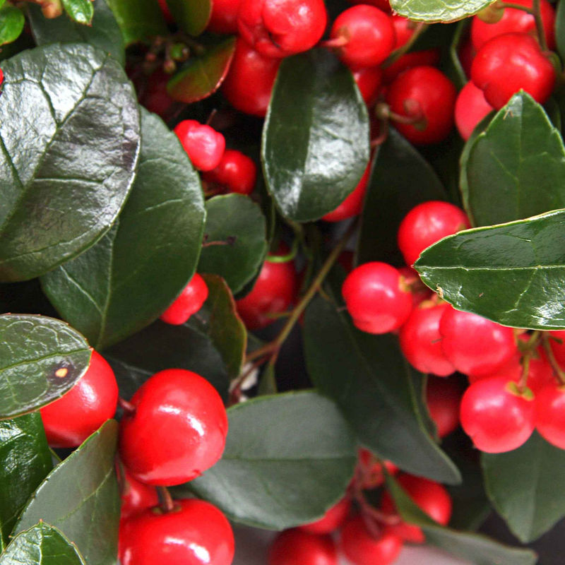 Gaultheria procumbens 'Big Berry'