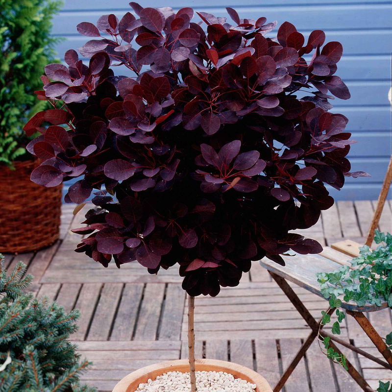 Perückenstrauch Cotinus 'Royal Purple'