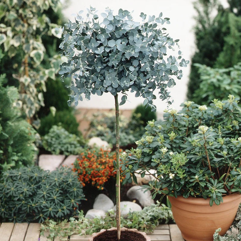 Eukalyptus Stämmchen