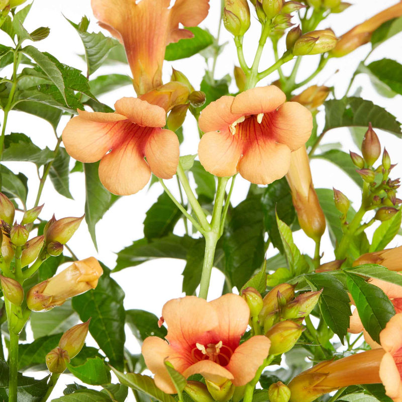 Trompetenblume 'Indian Summer'