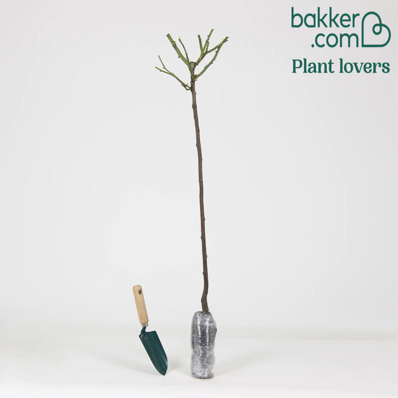 Stockrose Korbin - Title:Das stück in nackte wurzel / stamm 60cm