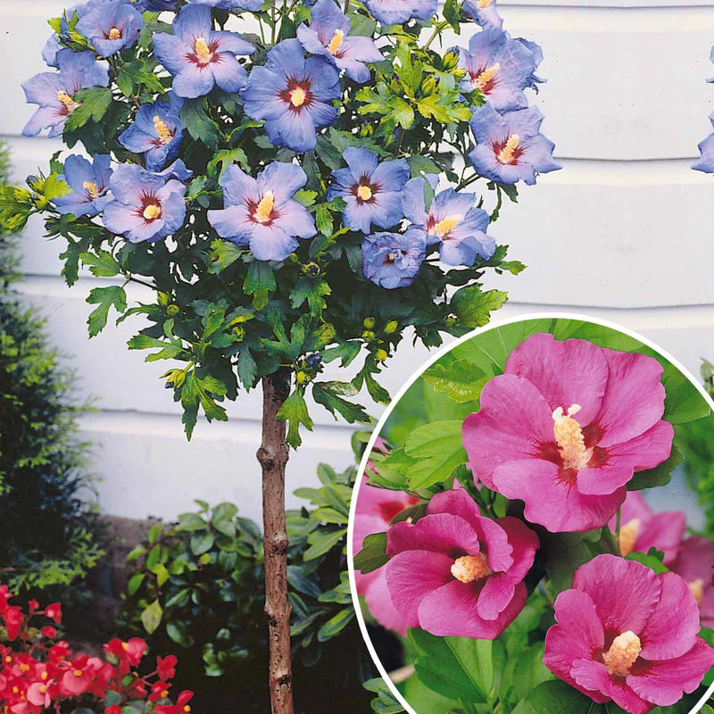 Sammlung von Gartenhibiskus auf Stamm (x2)