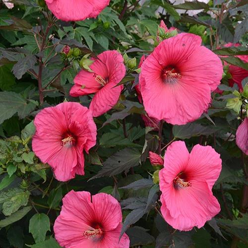Sumpfeibisch Tangri Planet ® Griotte Tangri