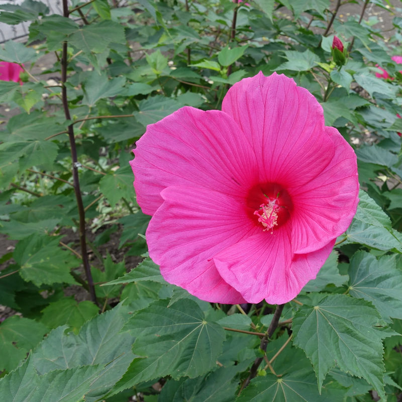 Roseneibisch Extreme Magenta ®