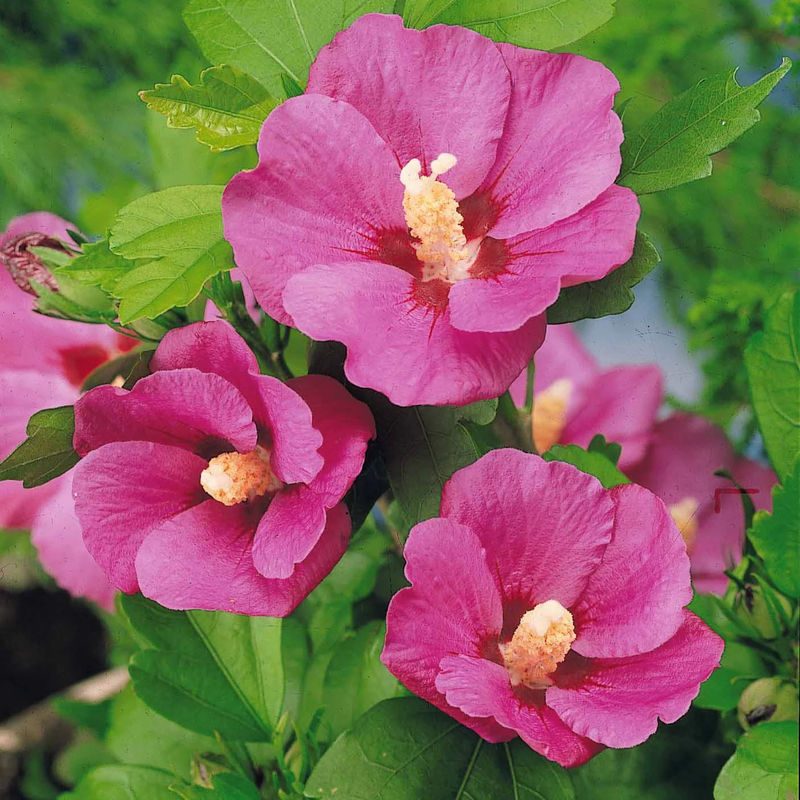 Hibiskus-Stämmchen