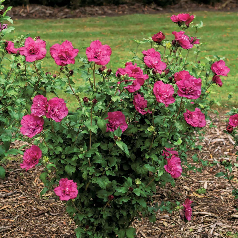 Garteneibisch Magenta Chiffon