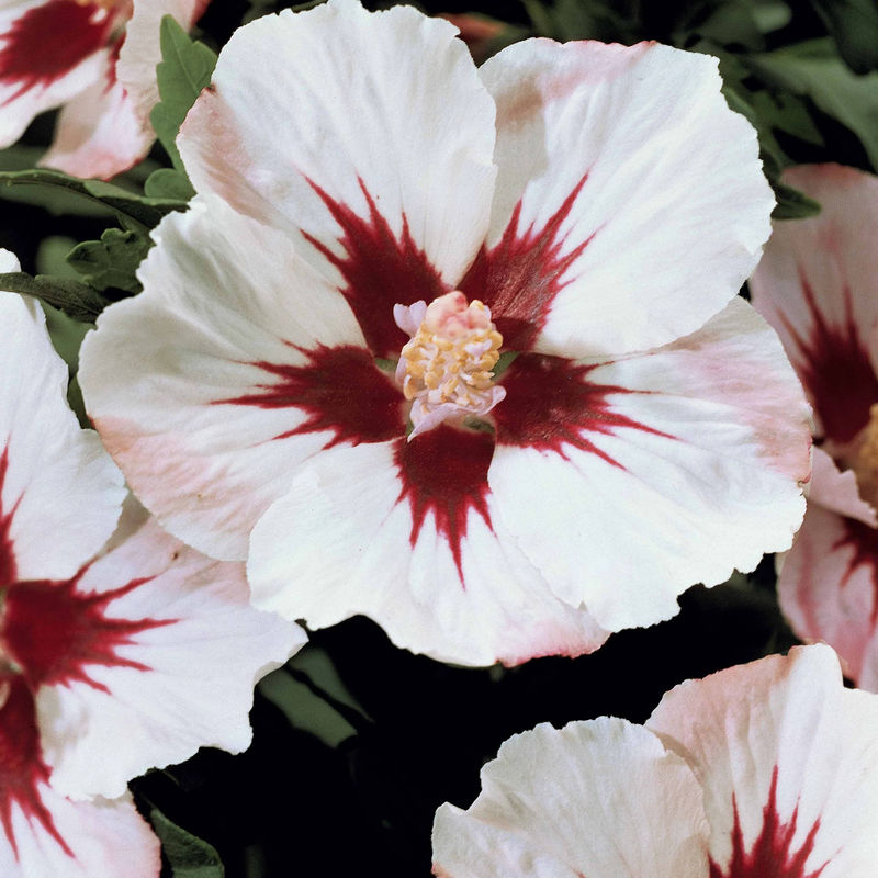 Hibiskus-Stämmchen weiß/rot