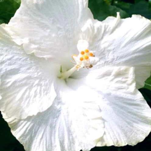 Sumpf-Eibisch Extreme Pure White