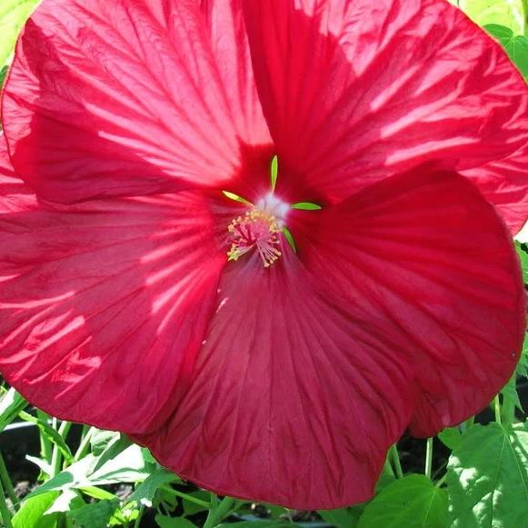 Roseneibisch Luna Red