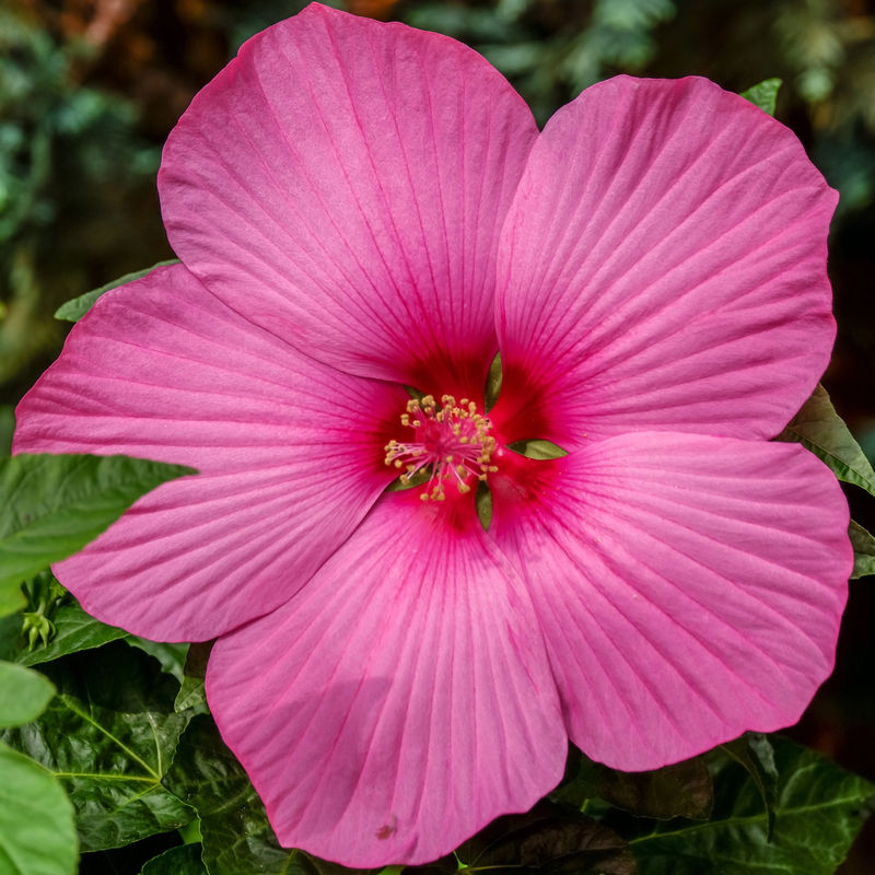 Sumpf-Roseneibisch Carousel ® Pink Passion