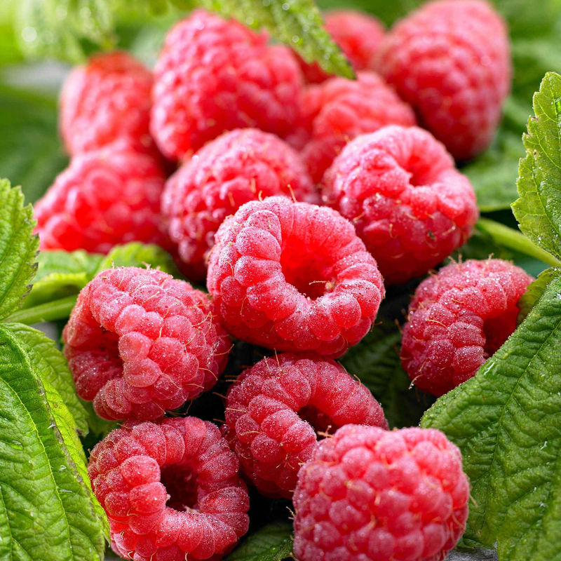 Himbeere 'Twotimer Sugana Red'