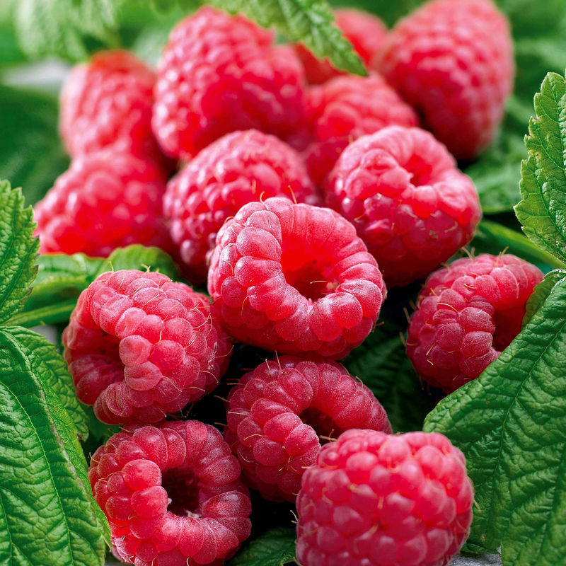 Remontant-Himbeeren Marastar ® COV MA29-20 - Title:Der topf / 2L