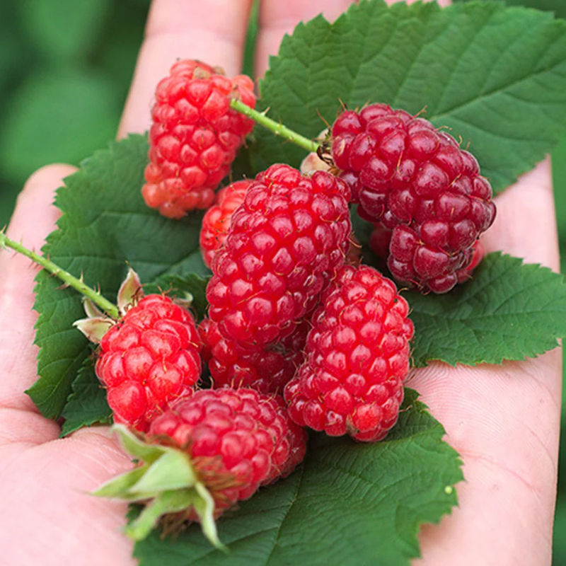 Brombeere-Himbeere Bounty Berry