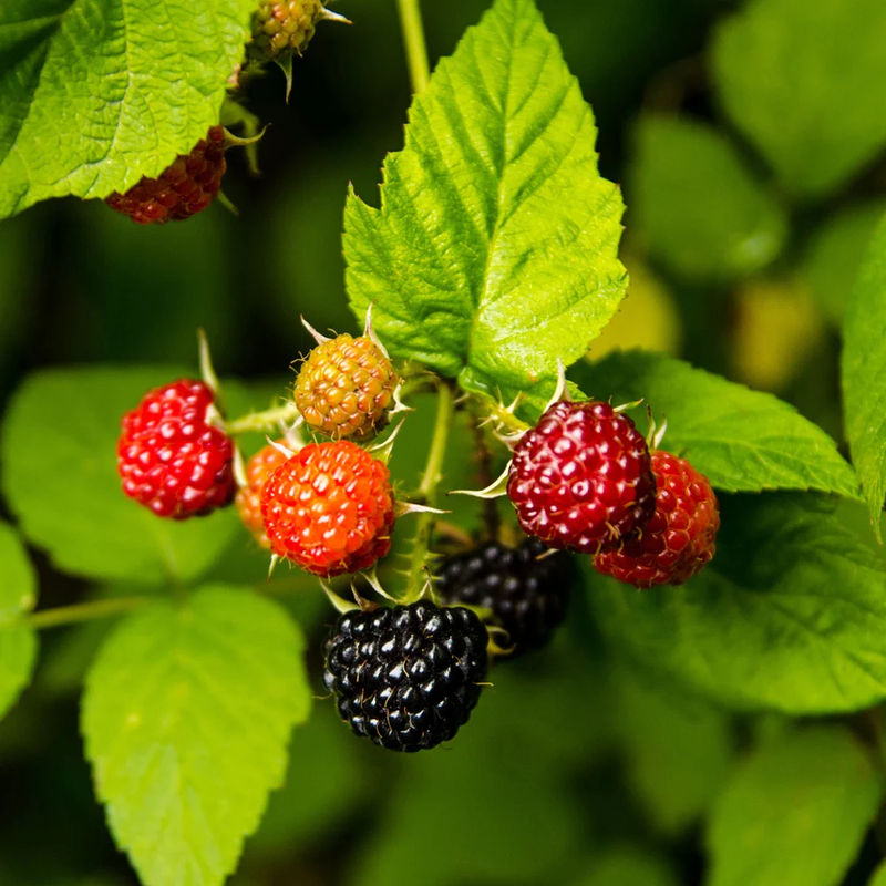 Schwarze Himbeere
