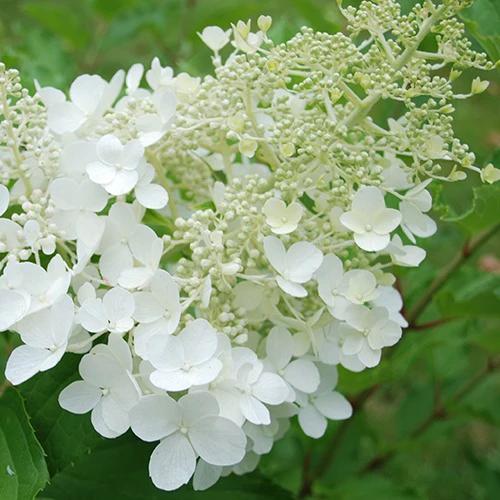 Rispenhortensie Goliath