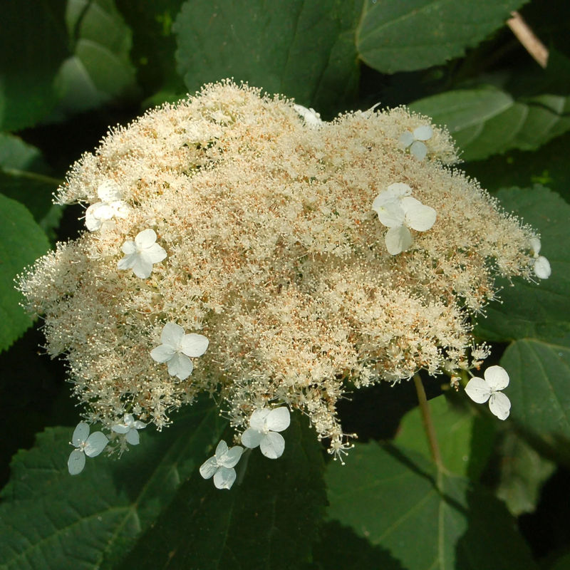Wald-Hortensie Radiata