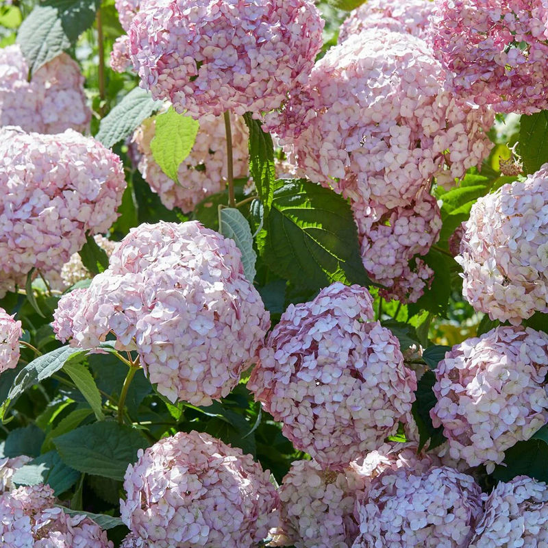 Hortensie Candy Bell Bubblegum ®