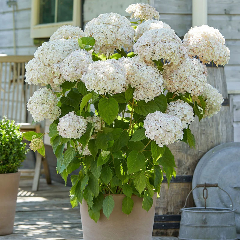 Wald-Hortensie Marshmallow ® Candy Bell®