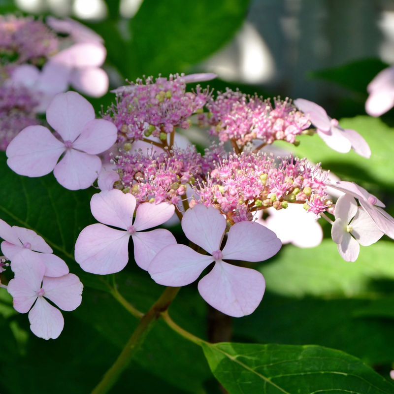 Hortensie Indian Summer