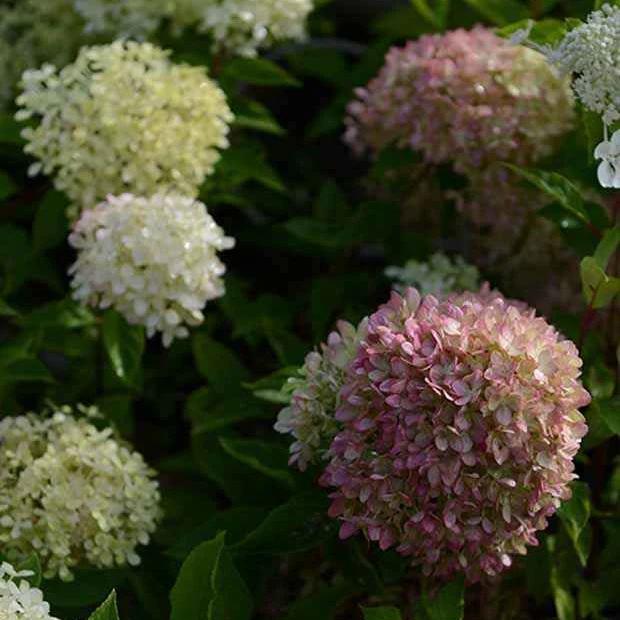 Rispenhortensie Romantic Ace® 'Renvagor'