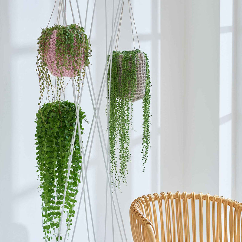 Erbsenpflanze Senecio herreianus - Hängepflanze