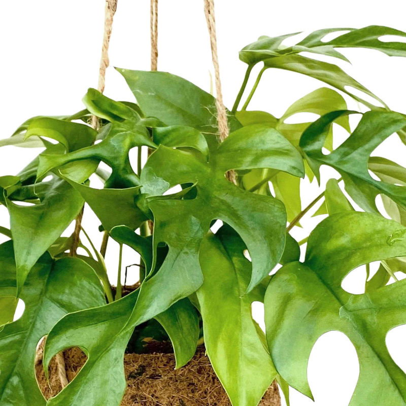 Kokodama Lochpflanze Monstera minima Inkl. Kokostopf (x2)