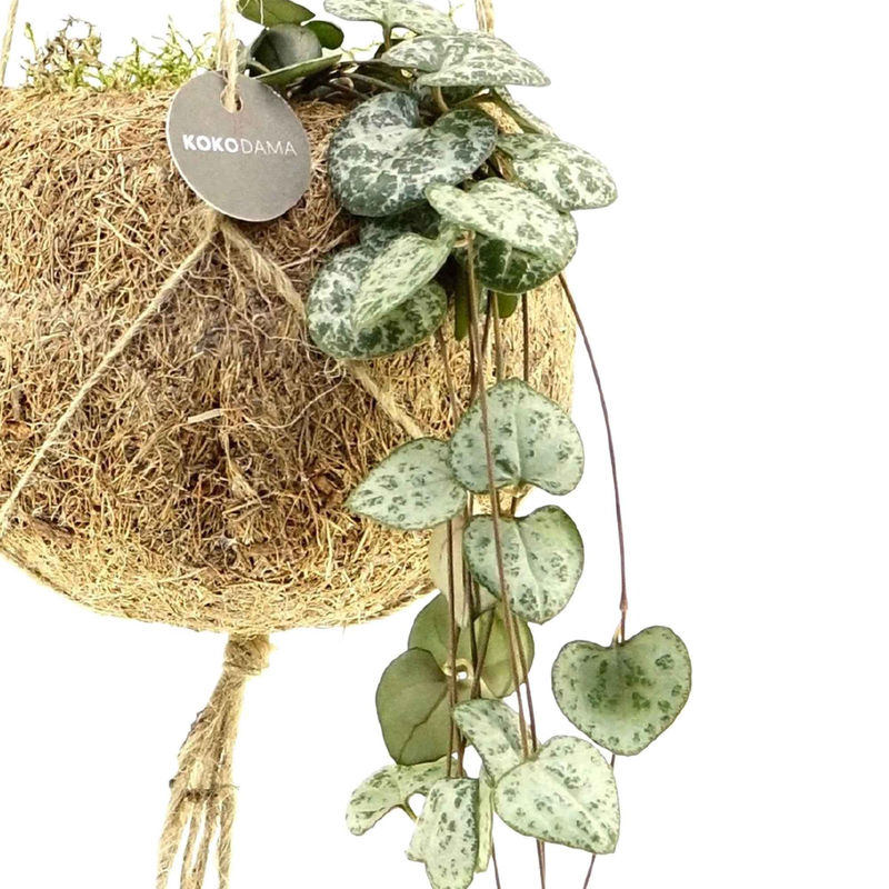 Kokodama Chinesische Laterne Ceropegia woodii inkl. Kokostopf - Hängepflanze (x2)