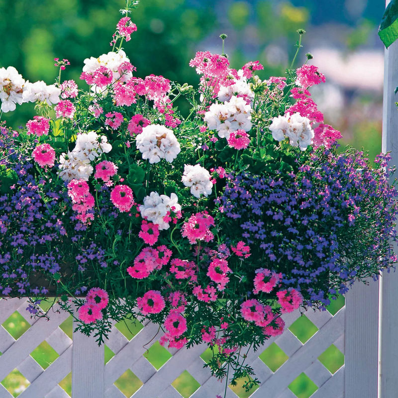 Mischung aus pastelfarbenen Pflanzen für Blumenkästen (x3)