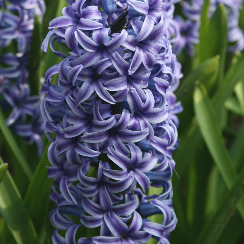 Hyazinthe 'Rembrandt' (x5)