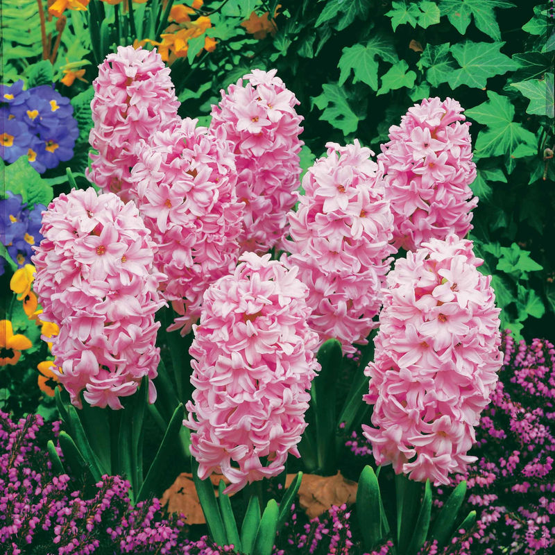 Rosa Hyazinthen (x3)