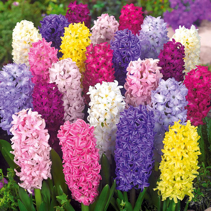 Hyazinthen Mischung - Title:Das beutel von 10 blumenzwiebeln / umfang 14-15cm