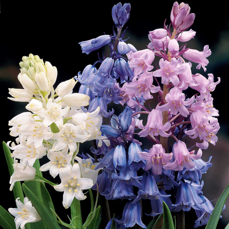 Spanische Glocken Scilla Mischung (x5)