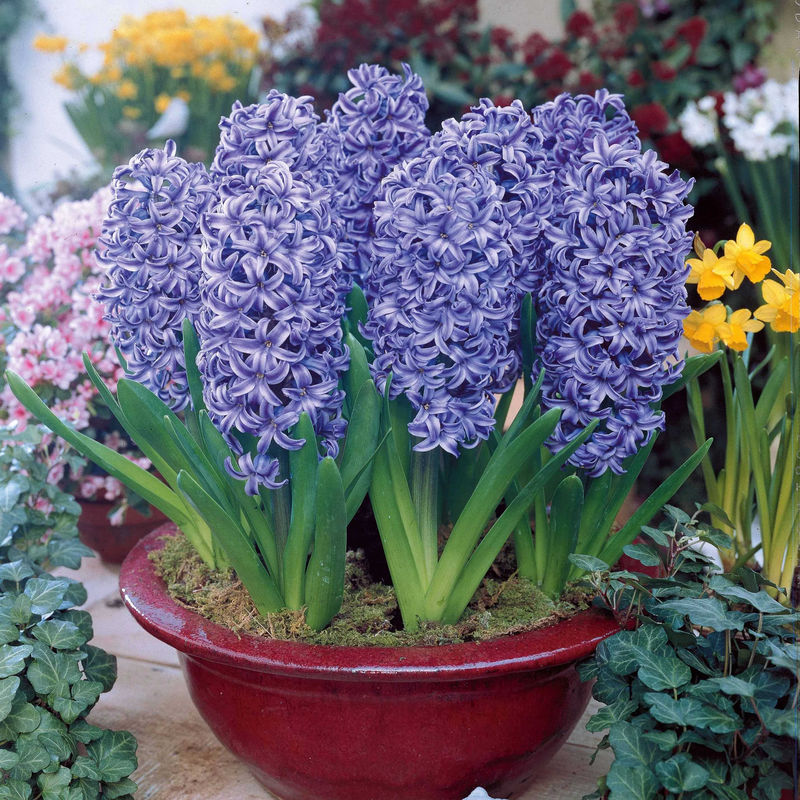 Blaue Hyazinthen (x3)