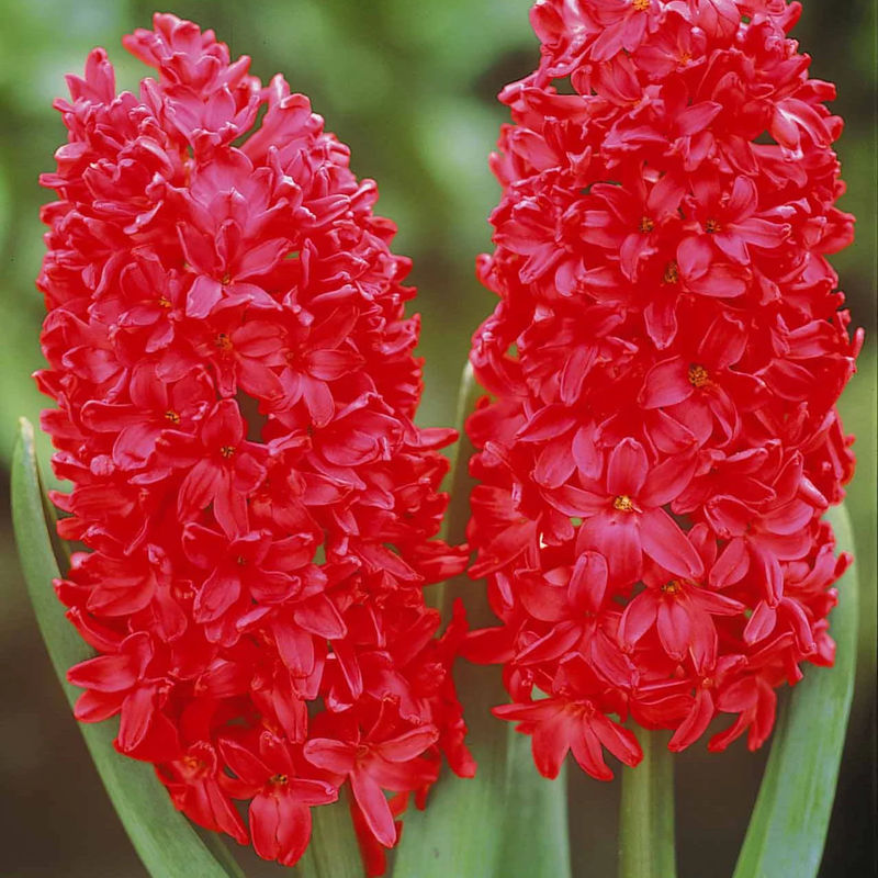 Hyazinthe 'Jan Bos' (x6)
