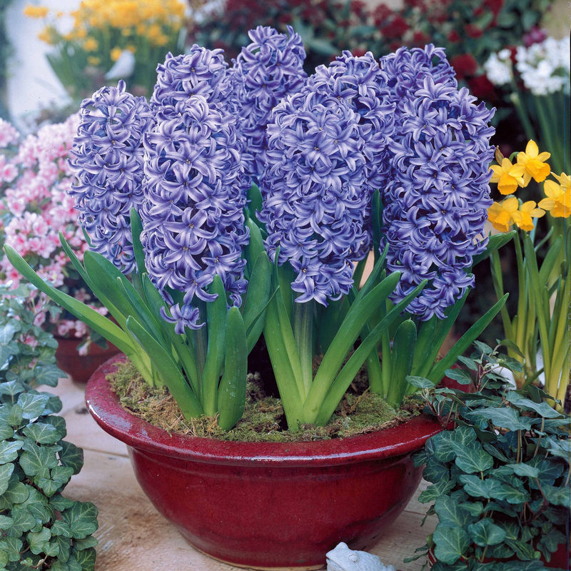 Hyazinthe 'Ostara' (x6)