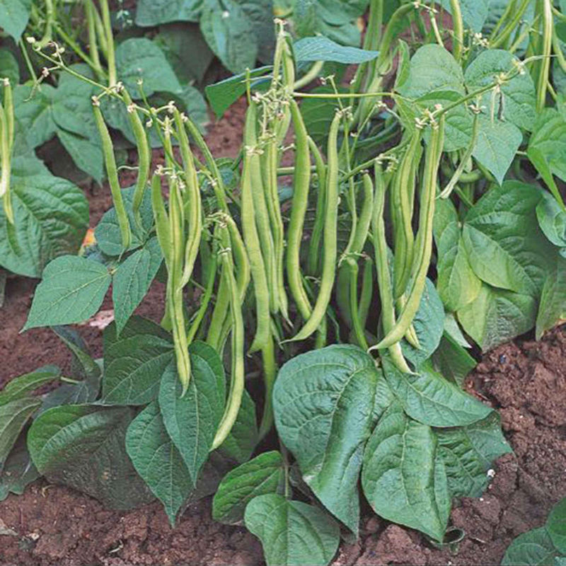 Fisolen Phaseolus 'Maxi'