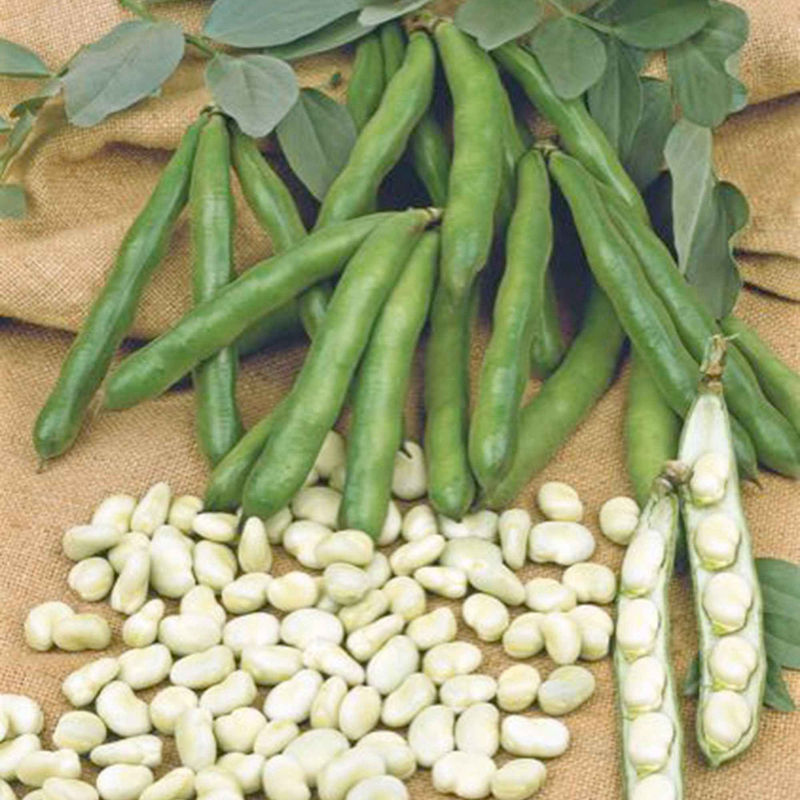 Gartenbohnen Vicia 'Witkiem'