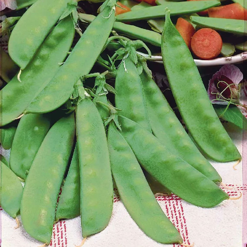 Zuckerschoten Héraut