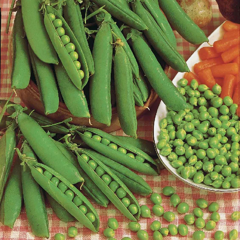 Runde Stangenerbsen Le Généreux