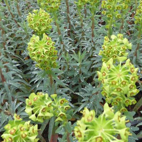 Euphorbia characias Blue Wonder
