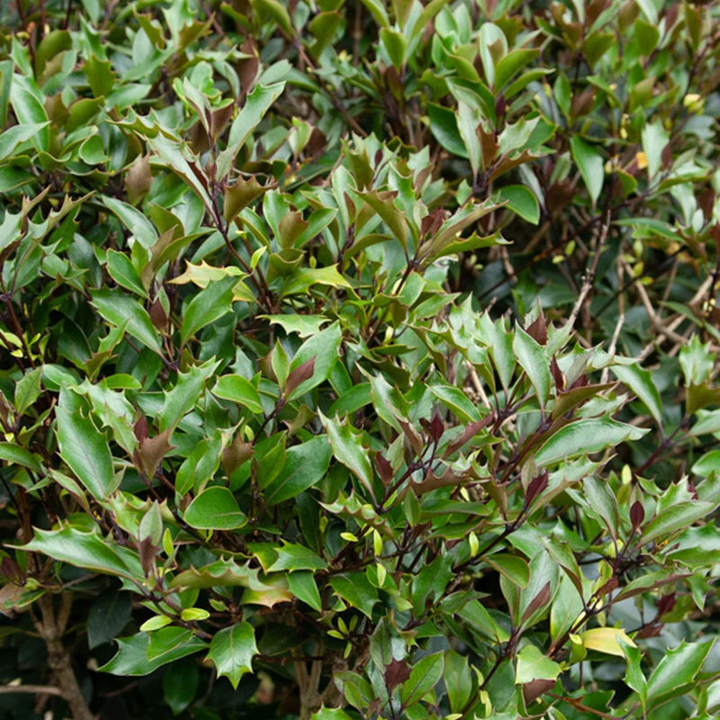 Rote Duftblüte
