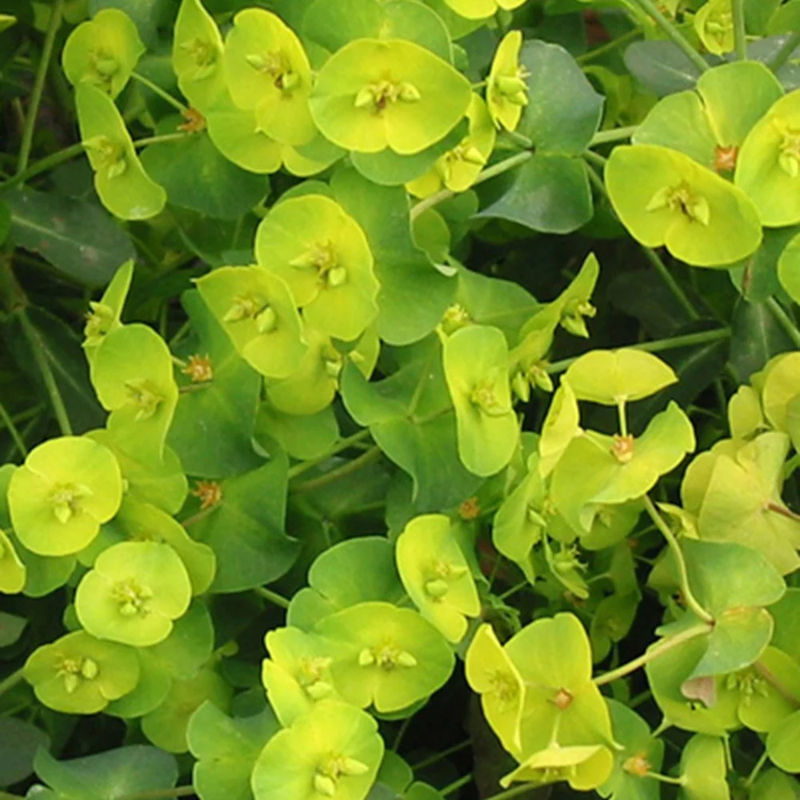 Garten-Wolfsmilch purpurrot