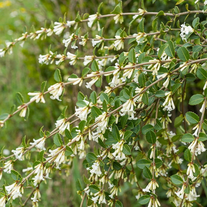 Duftblüte