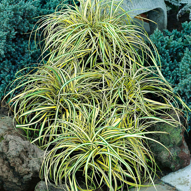 Segge 'Evergold' - Title:Der topf / 8cm