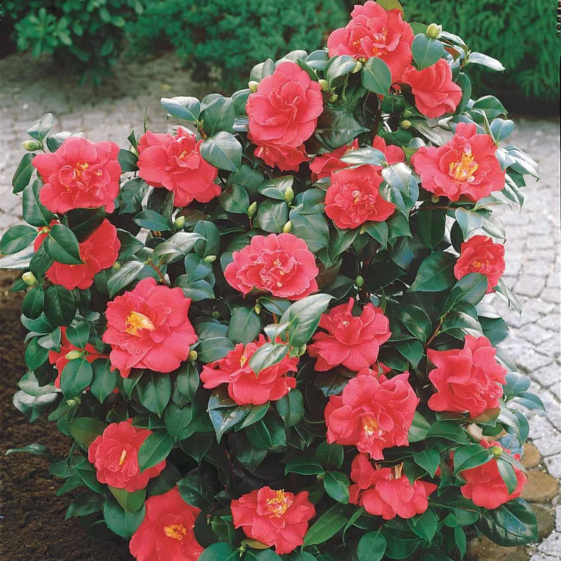 Japanische Kamelie rot - Title:Der topf / 2L / Lieferhöhe 35-40cm