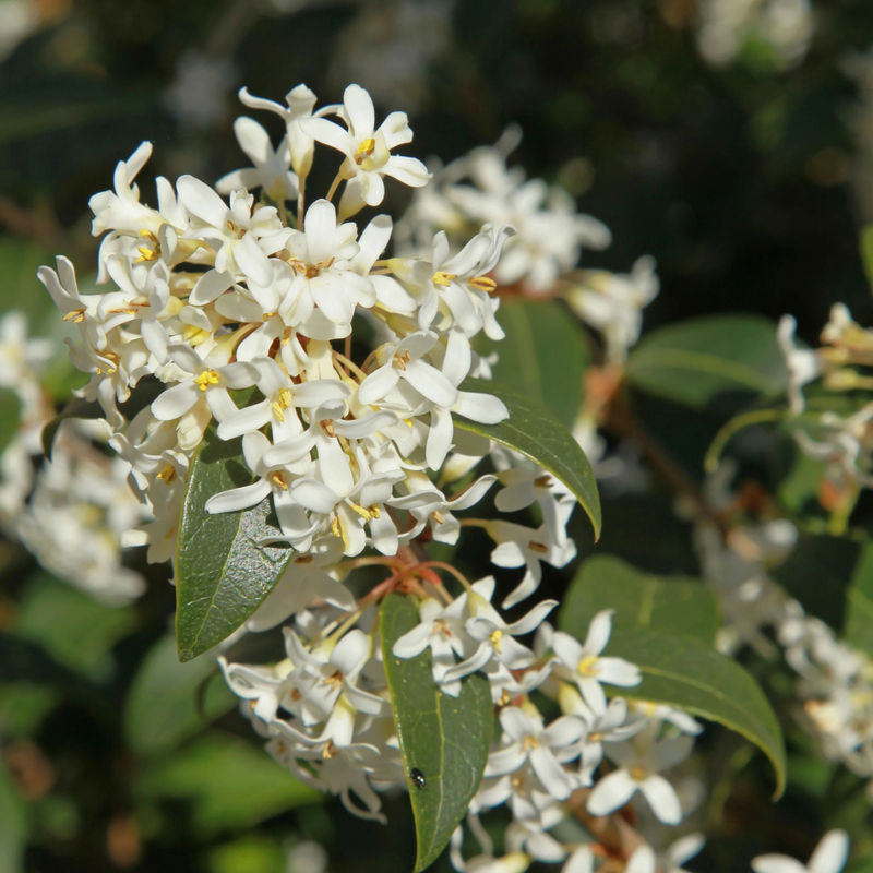 Burkwoods Duftblüte