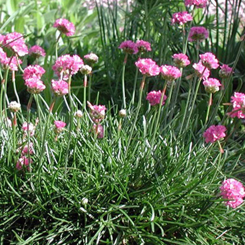 Garten-Grasnelke Splendens - Title:Das beutel / 80 samen