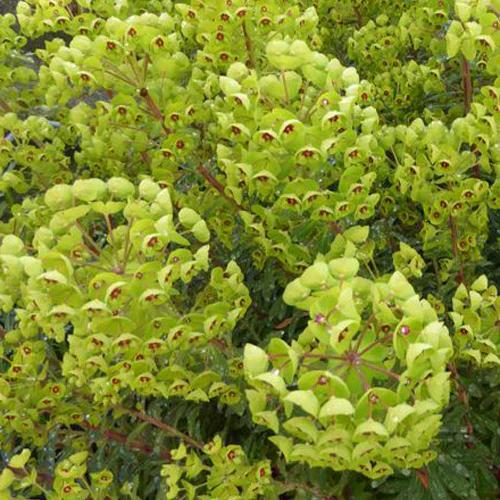 Martins Euphorbia
